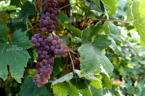 Bundle of Grapes 129002