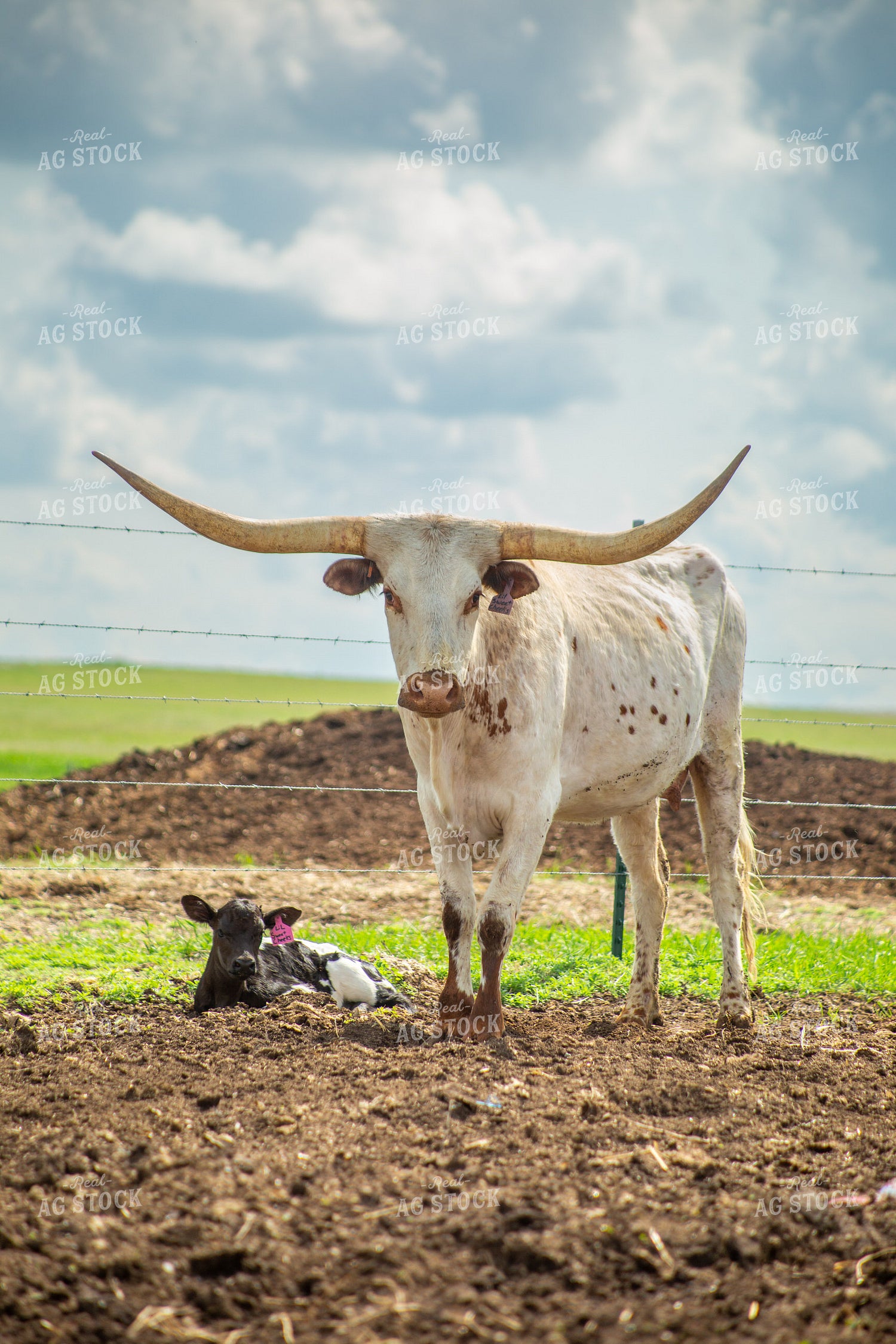 Longhorn Cow Calf Pair 155492