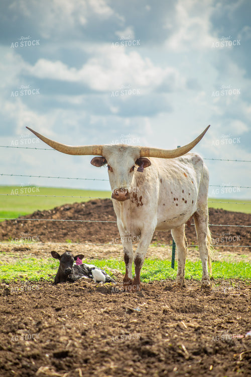 Longhorn Cow Calf Pair 155492