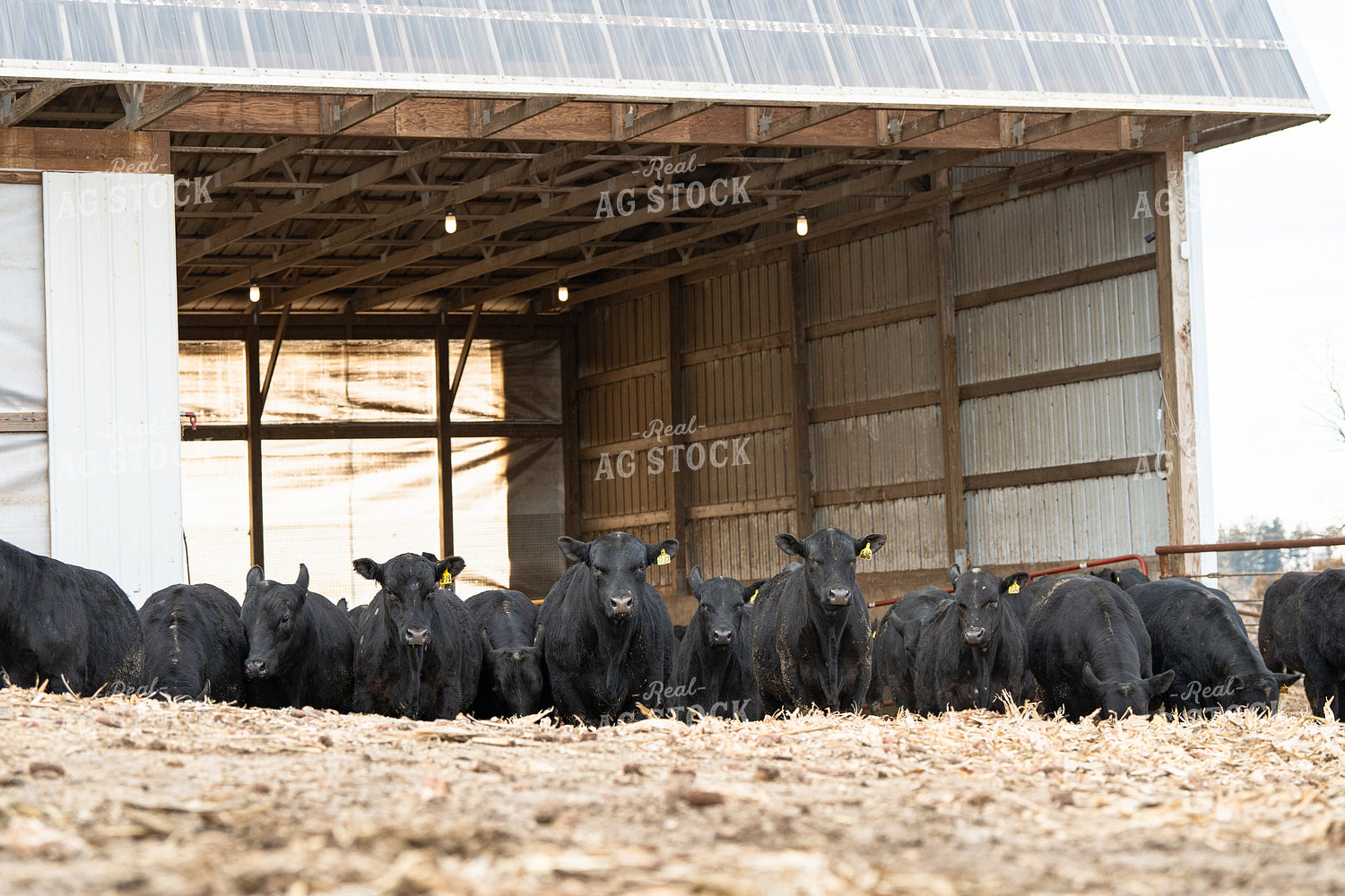 Angus Cattle 68203