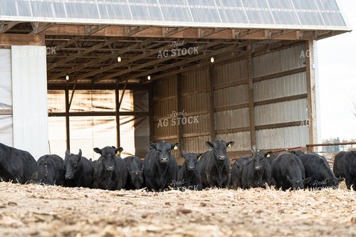 Angus Cattle 68203