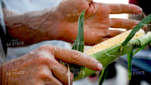 Family Shucking Sweet Corn 25275