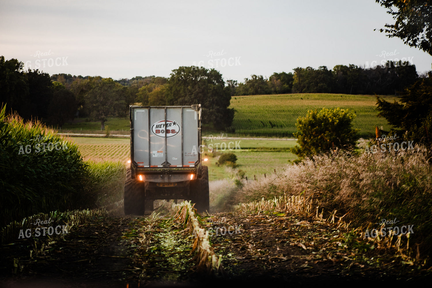 Corn Silage Harvest 272003