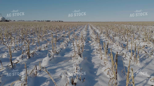 Snowy Milo Stubble 239540