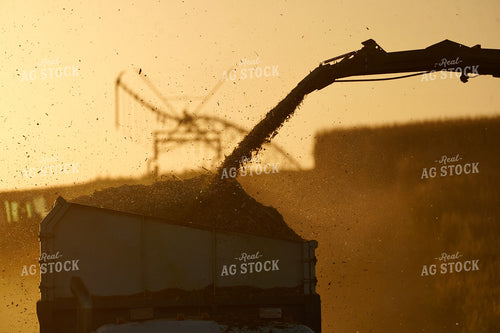 Harvesting Corn Silage 293015