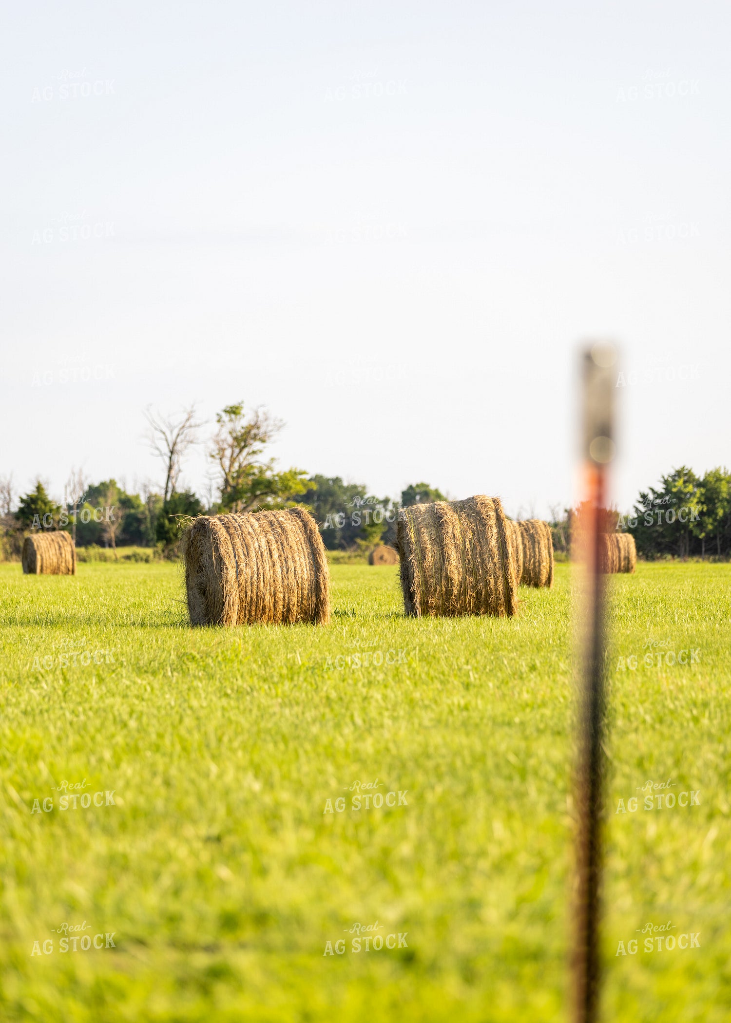 Hay Bales in Field 264060