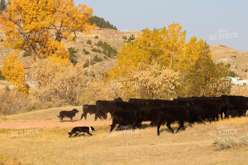 Farm Dogs and Angus Cattle 63047