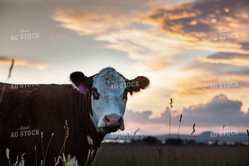 Hereford Cow 81047