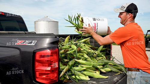 Picking Sweer Corn 25256