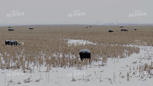 Black Angus Cattle on Milo Stubble 239561
