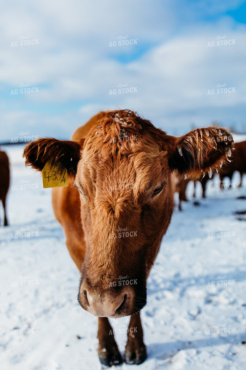 Red Angus Cattle on Snow 203047