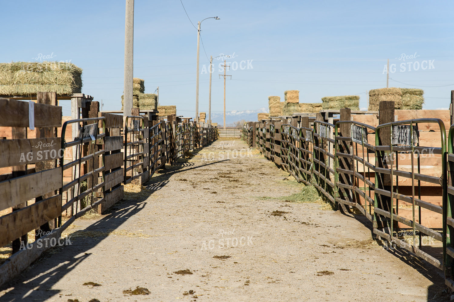 Montana Cattle Auction Yards 51025