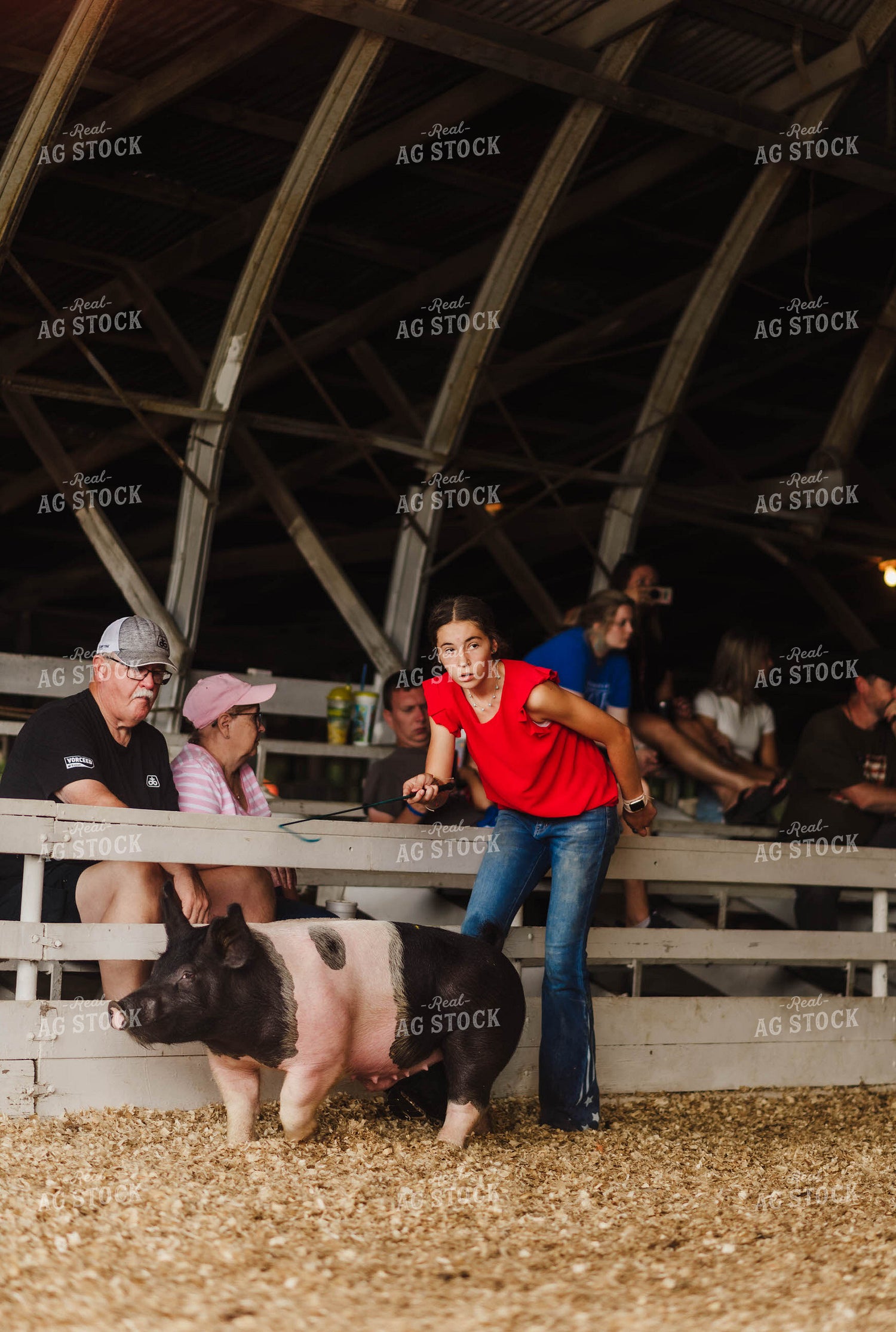 Showing Pigs 115084
