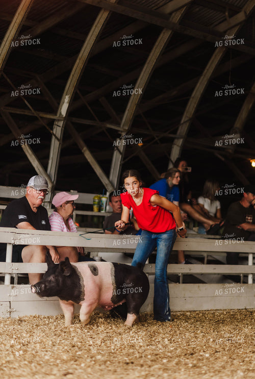 Showing Pigs 115084