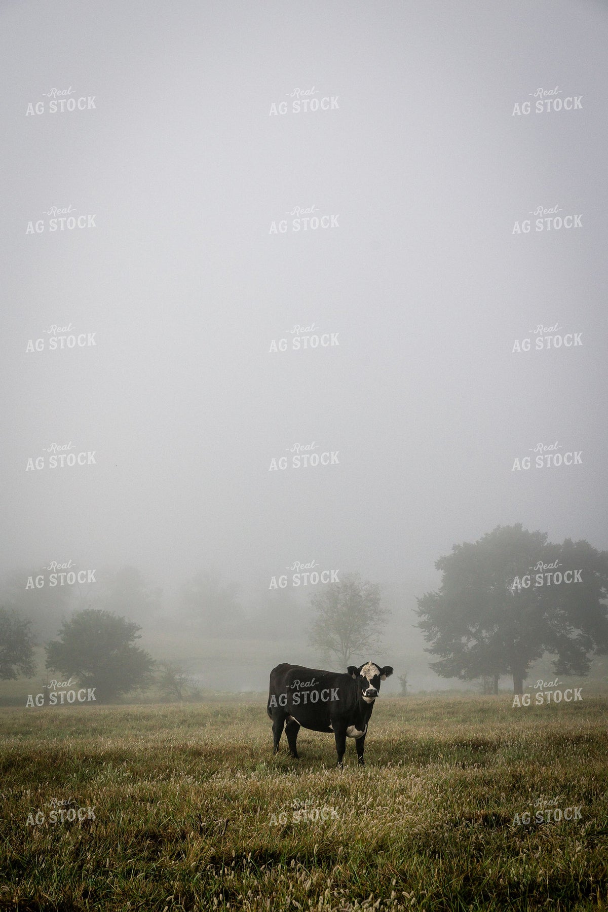Black Baldy Cow Standing Alone in Foggy Morning Pasture 404003