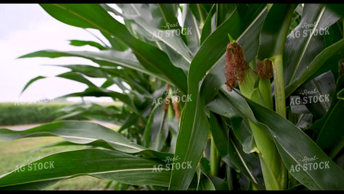 Rain Falling on Growing Crops - 302
