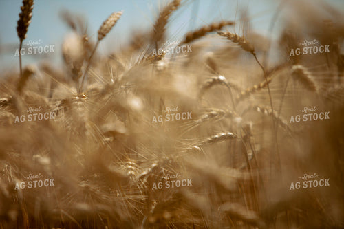 Wheat 2164
