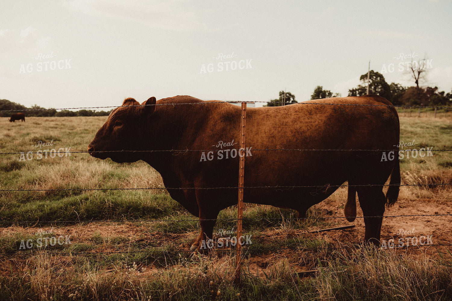 Angus Bull 203056