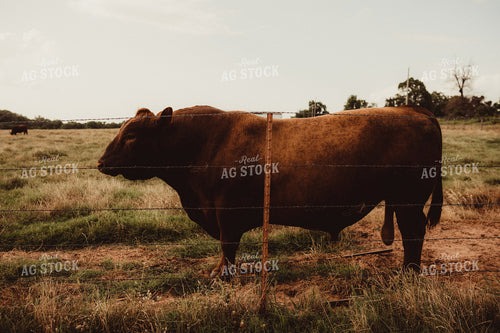 Angus Bull 203056