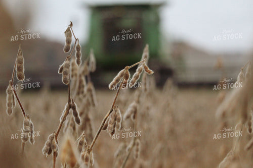 Soybeans at Harvest 52055