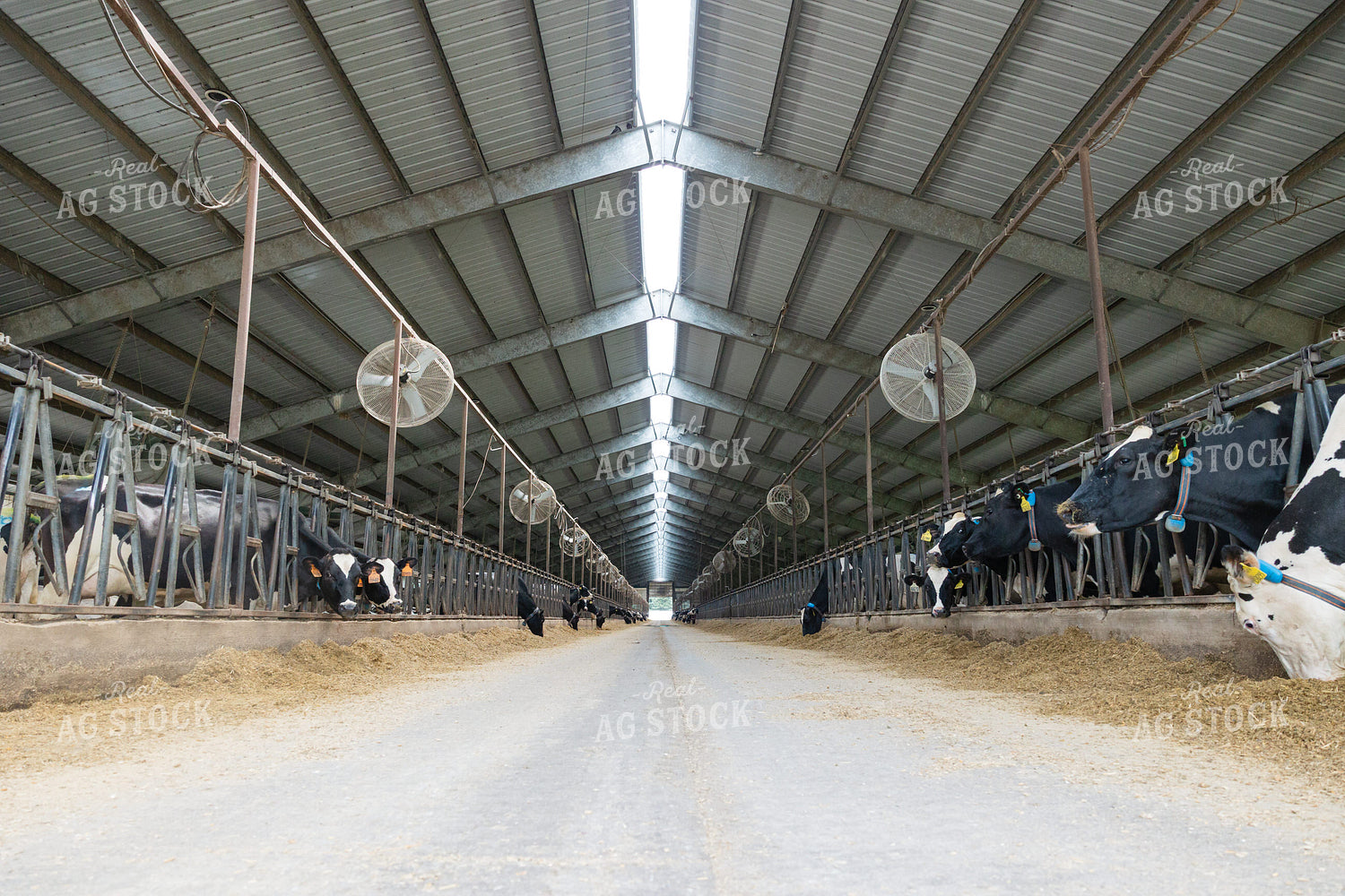 Dairy Barn 295007