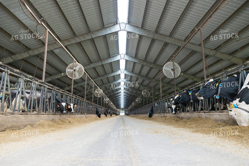 Dairy Barn 295007