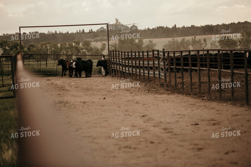 Feedyard 3077