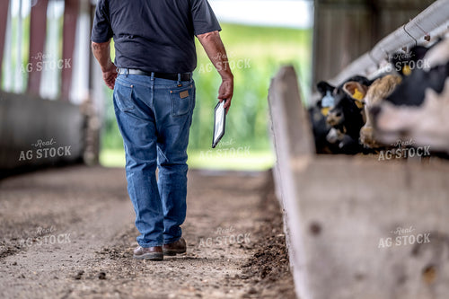 Farmer Walking by Cattle with Tablet 250188