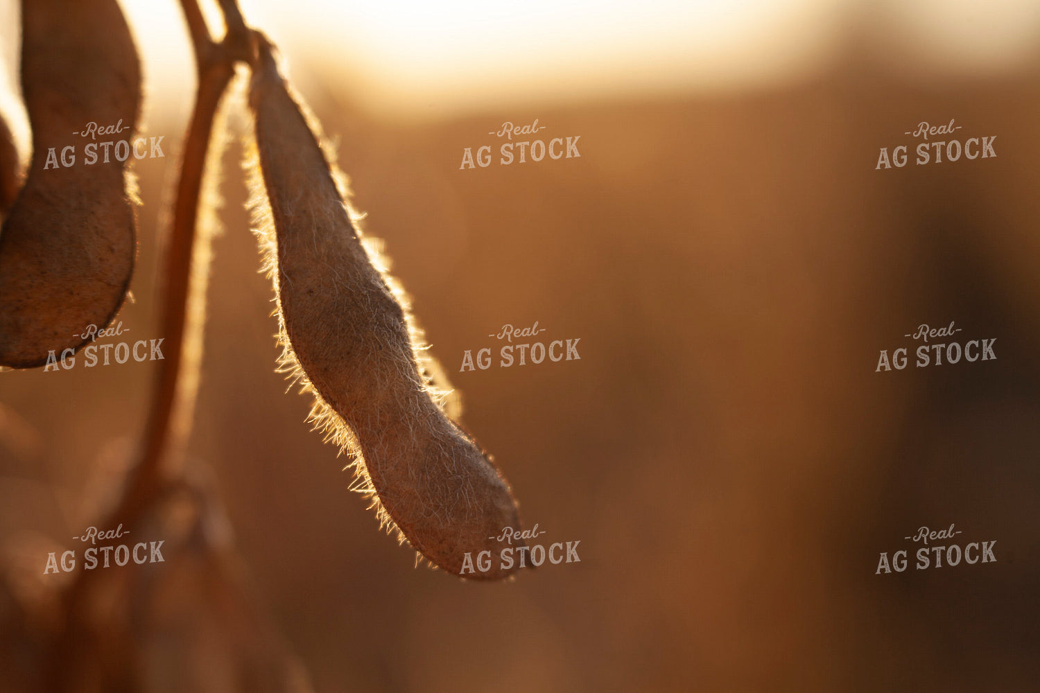 Soybeans - Dry 1575