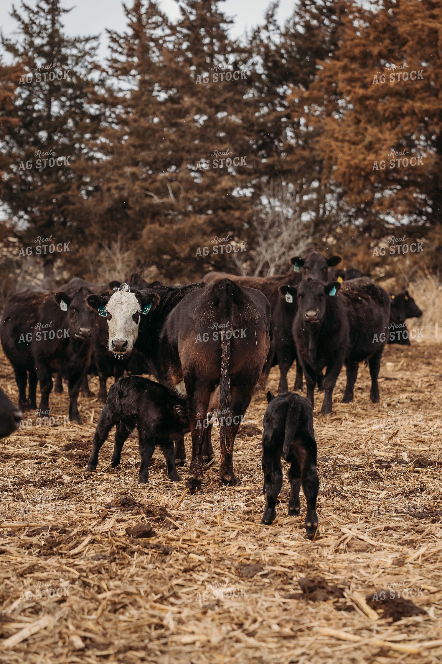 Cow Calf Pairs 196197