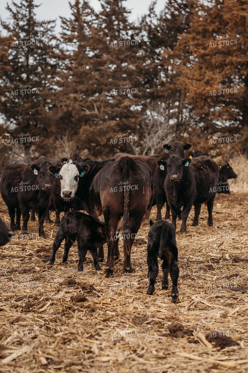 Cow Calf Pairs 196197