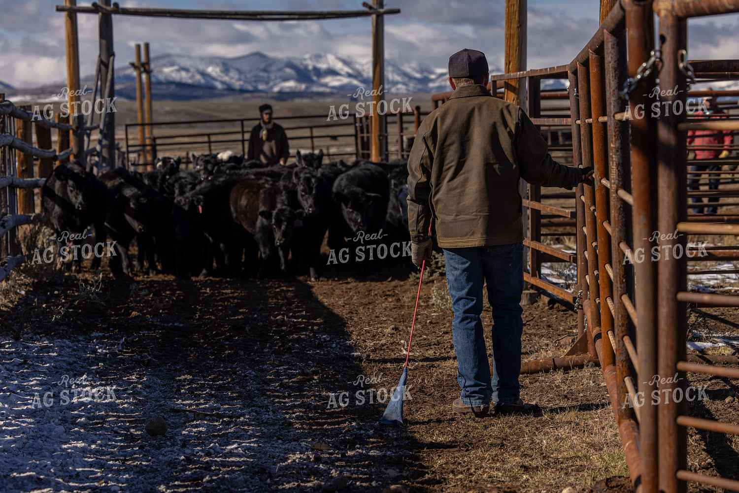 Ranchers Working Cattle 304034