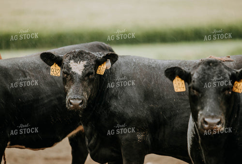 Cows in Farmyard 77110