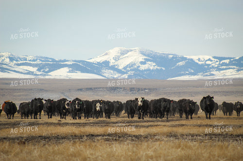 Angus Replacement Heifer Cattle on Pasture 78109