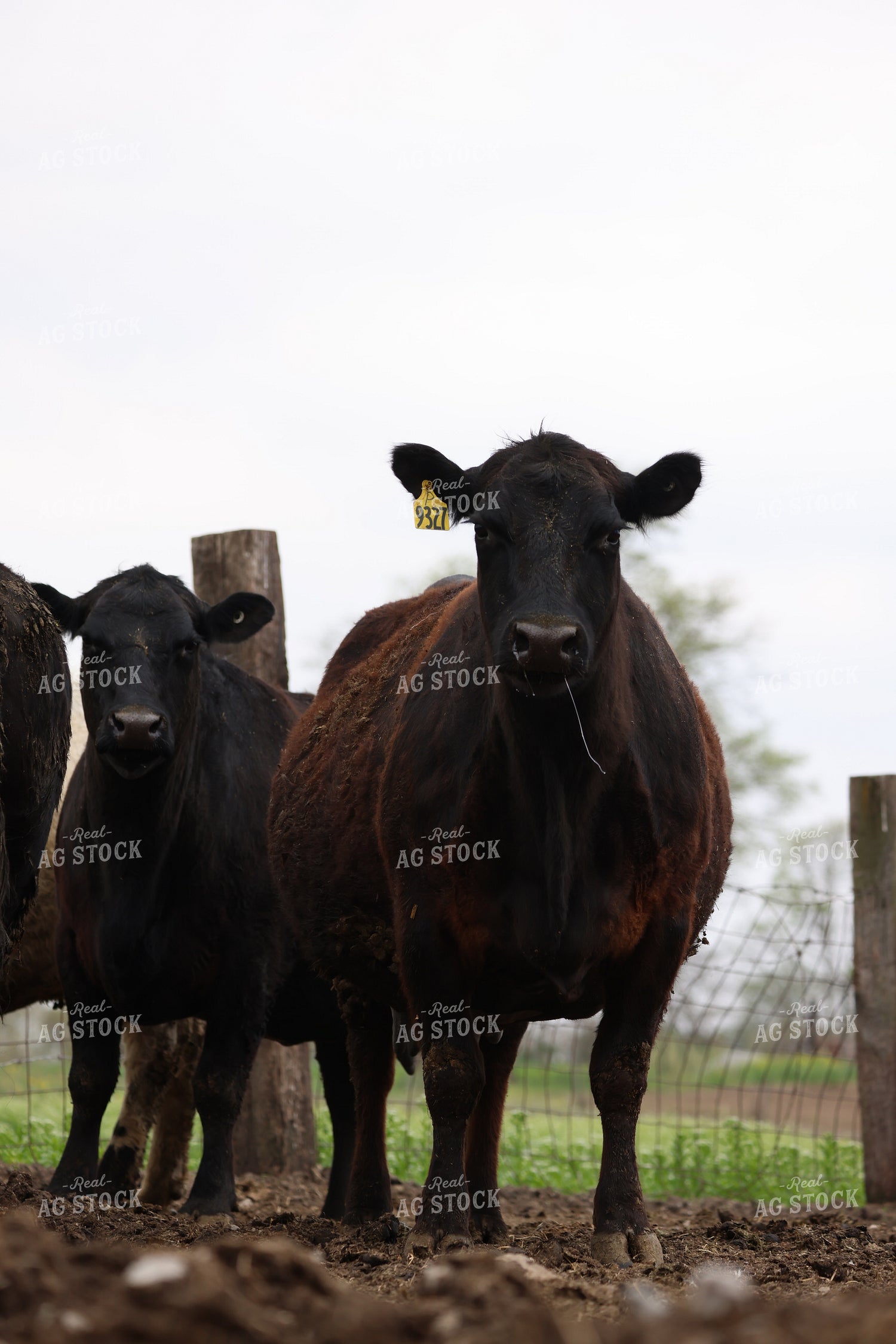 Cattle on Pasture 160306