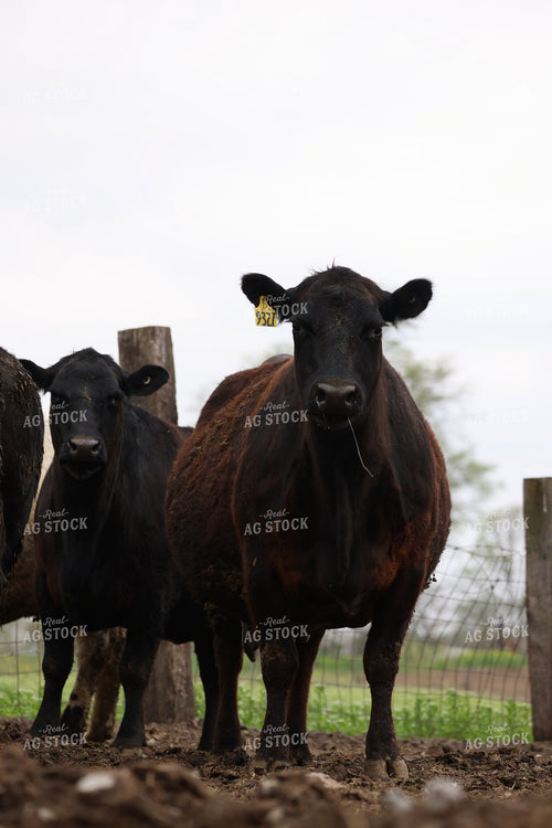 Cattle on Pasture 160306