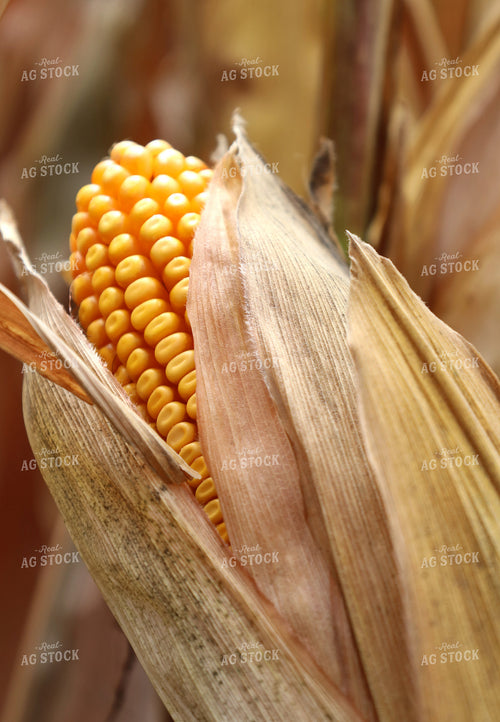 Ear of Corn in Field 141800