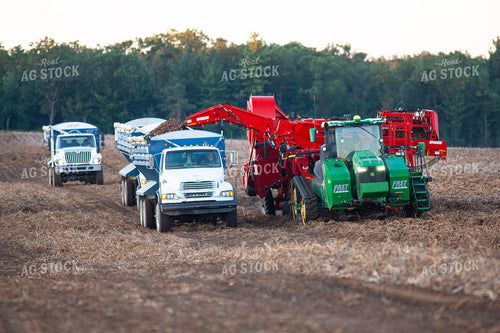 Potato Harvest 132176