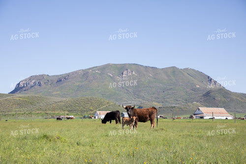 Cow & Calf in Pasture in the Foothills 117045