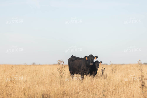 Angus Cattle in Pasture 72110
