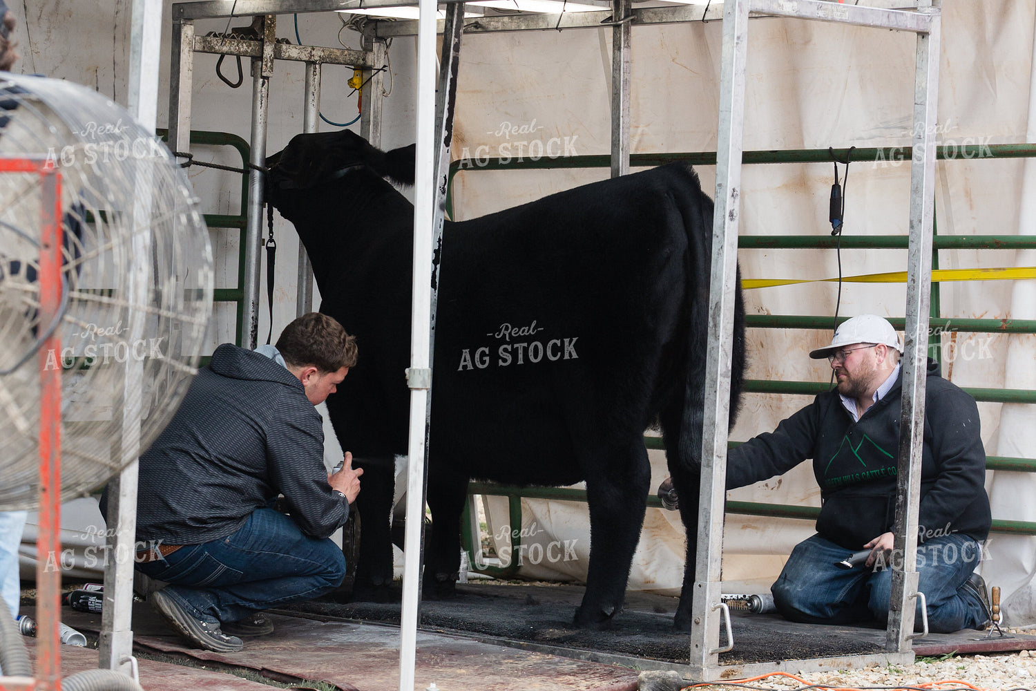 Clipping Show Cow 52833