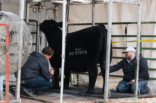 Clipping Show Cow 52833