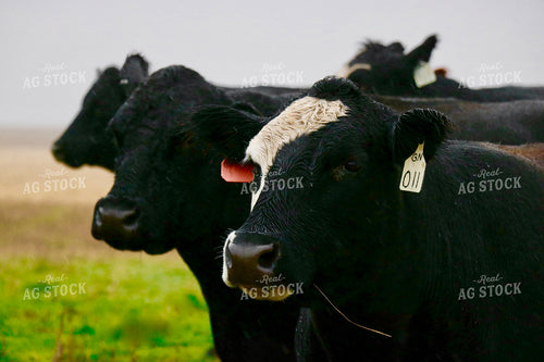 Cattle on Pasture 299214