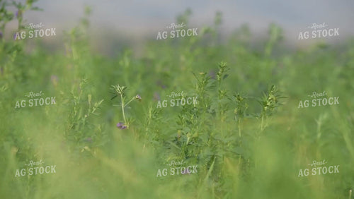 Alfalfa Field Swaying In Wind 51049