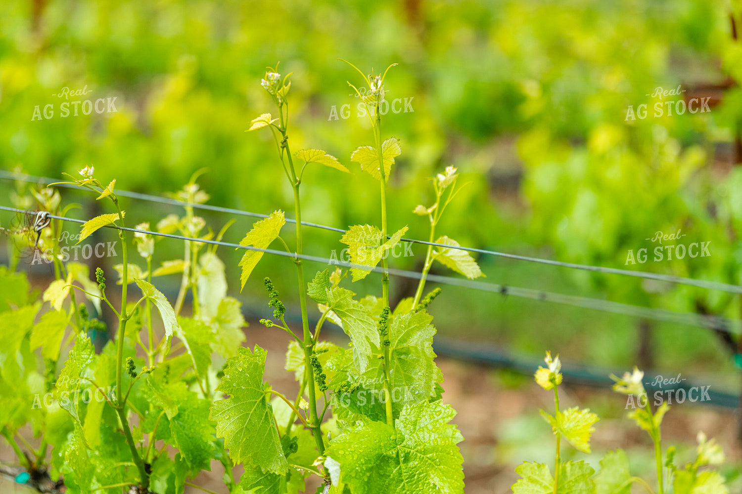 Vineyard Grape Production 107056