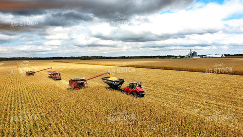 Corn Harvest 100012
