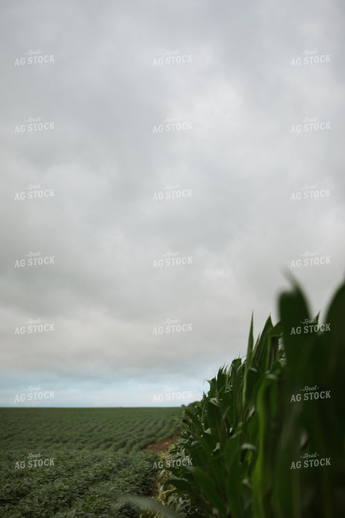 Green Corn and Soybean Field Border 6295