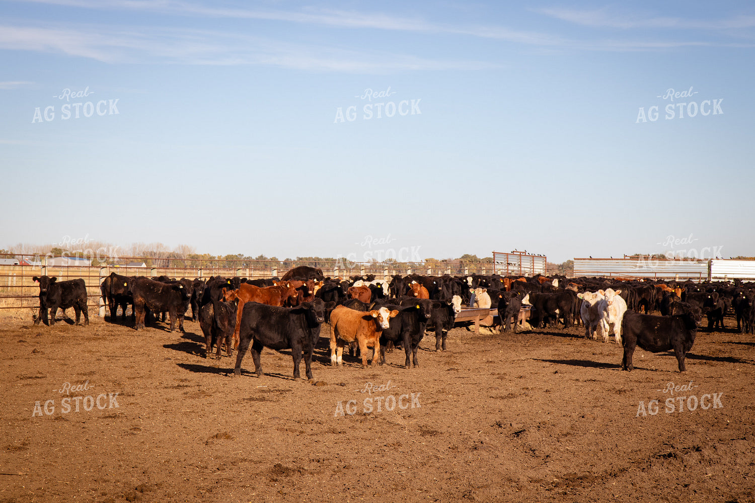 Weaned Calves on Feed 268236
