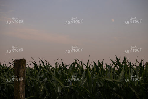Moon Over Midseason Corn Field 279017