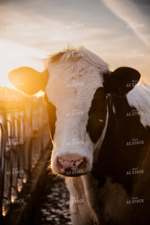 Holstein Cow 137088